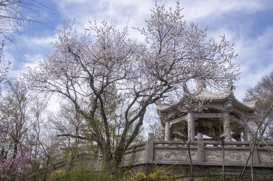 园林花树凉亭