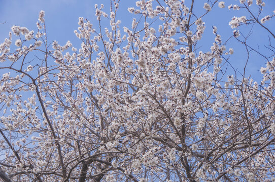 传统名花杏花