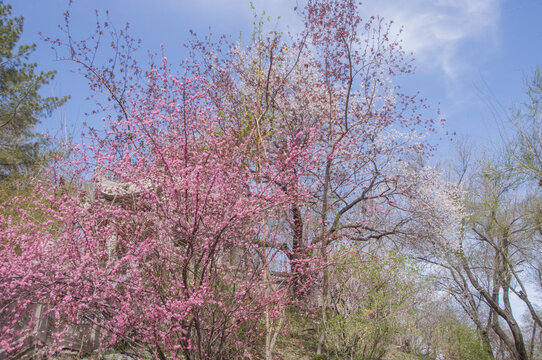 榆叶梅花枝俏影