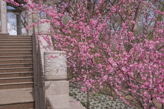 榆叶梅花枝风景