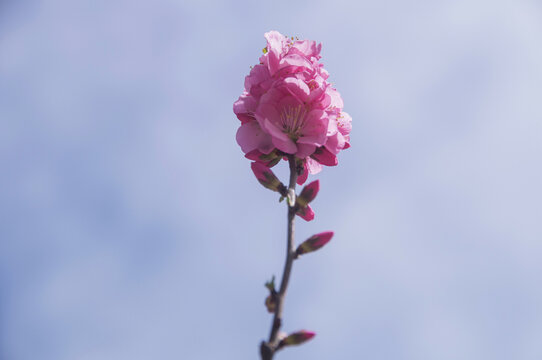 一枝花