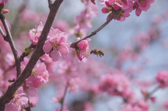 榆叶梅春色芳菲