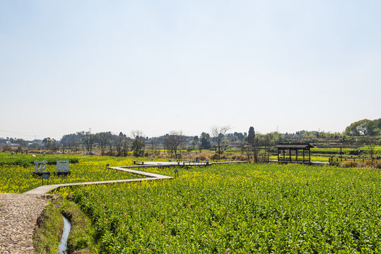 乡村油菜花风光