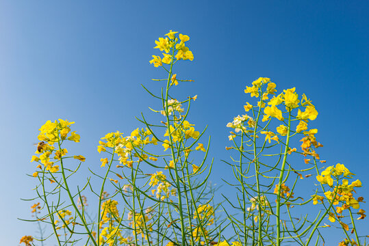 广东油菜花盛开春天风景