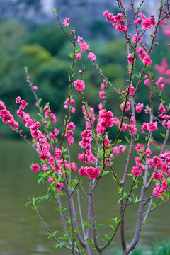 桃花