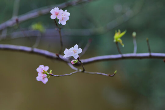 樱花