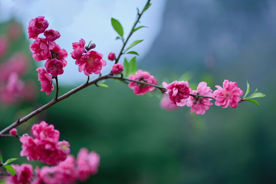 桃花