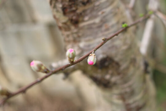 春天桃花的花苞