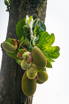 菠萝蜜花序菠萝蜜开花稍有噪点