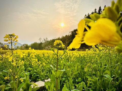 油菜花