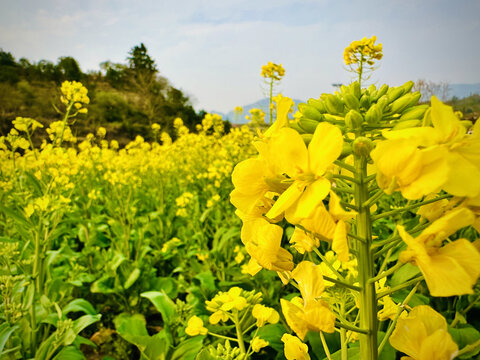 油菜花