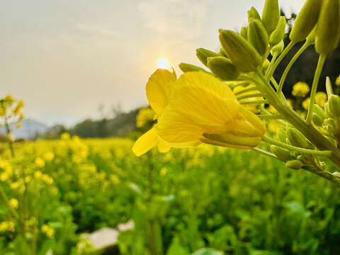 油菜花