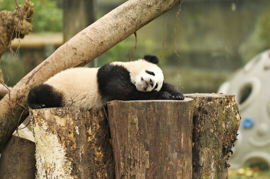 超萌的大熊猫