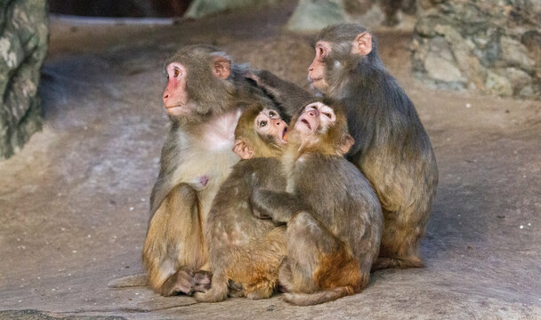 四只猴子