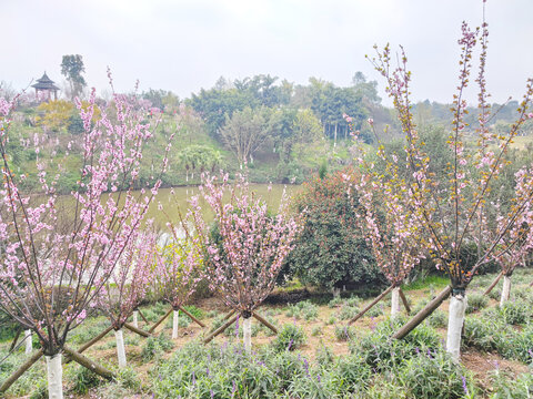 桃花