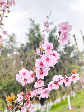 蜜蜂采蜜