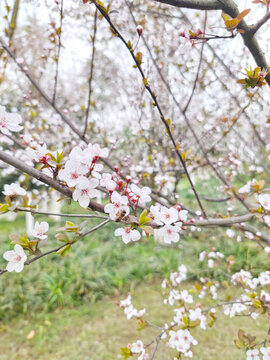 蜜蜂采蜜