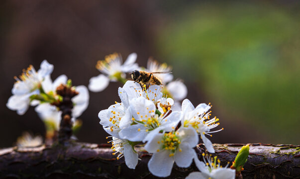 李子花