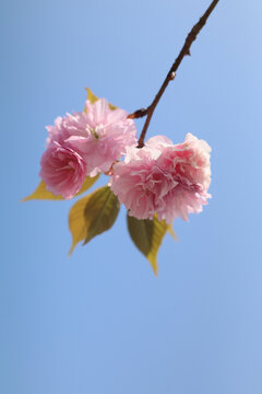 春日的蓝天和盛开的樱花