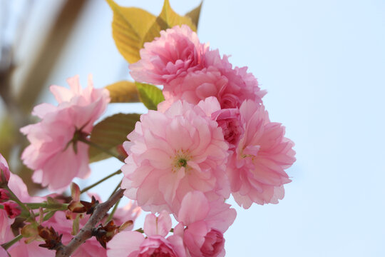 春日的蓝天和盛开的樱花