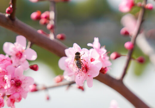 梅花与蜜蜂