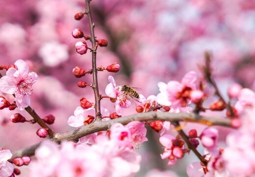 梅花与蜜蜂