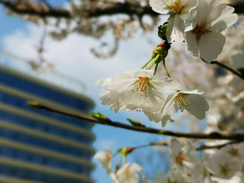 樱花