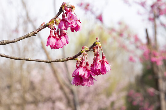 樱花垂樱