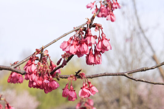 樱花