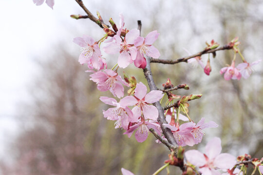 樱花