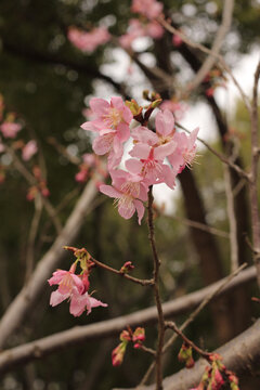 樱花