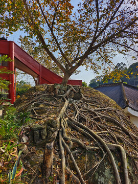 威远县佛尔岩寺树根