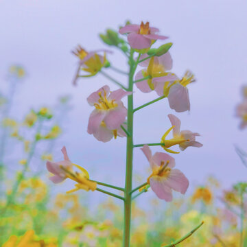 淡粉色油菜花