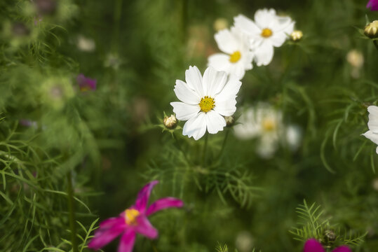 白色波斯菊