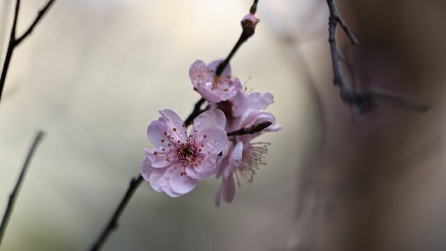 梅花