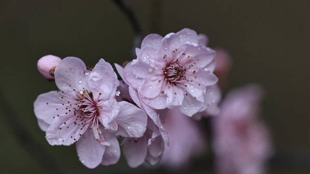 梅花枝条