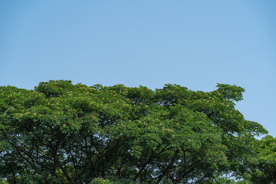 蓝天下节荚决明树的低角度视图