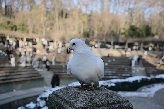 白鸽