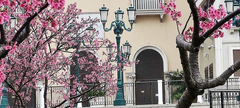 桃花与欧式建筑