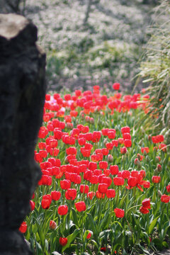 杭州太子湾公园郁金香花卉