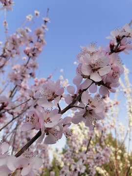 山桃花