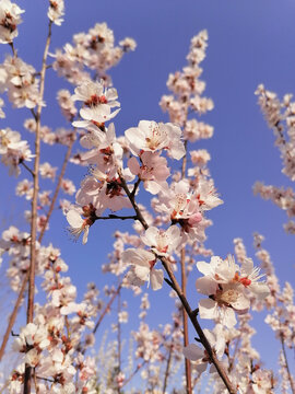 山桃花