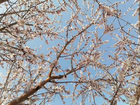 仰拍山桃花