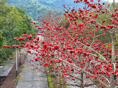 城市道路木棉花开