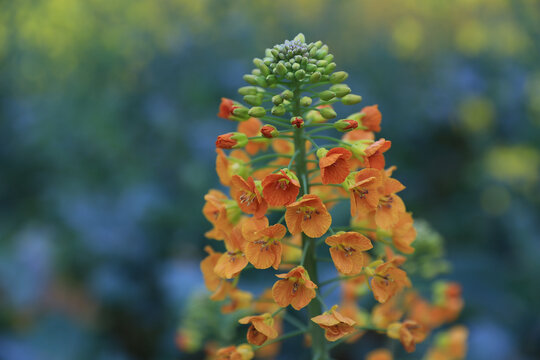 彩色油菜花