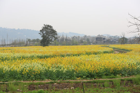 油菜花田