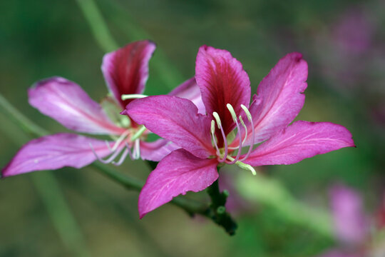 春天紫荆花