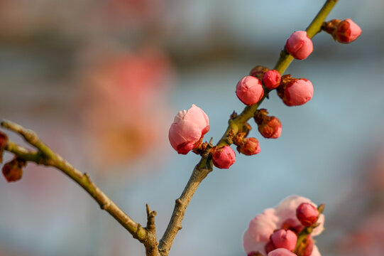 红梅盛开春天春暖花开梅花开放