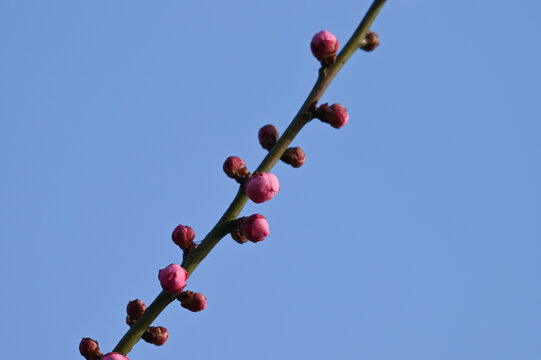 红梅盛开春天春暖花开梅花开放