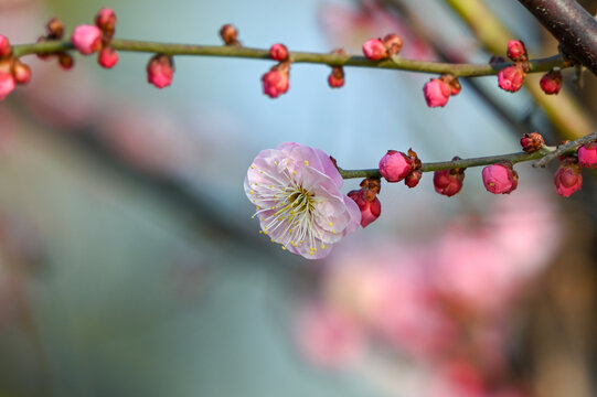 红梅盛开春天春暖花开梅花开放